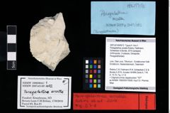 NHMW-GEO-2007z0149-0072_Ol_02.tifParagalathea arcella (Robins, Feldmann, Schweitzer & Bonde, 2016)  (NHMW-GEO-2007z0149-0072)